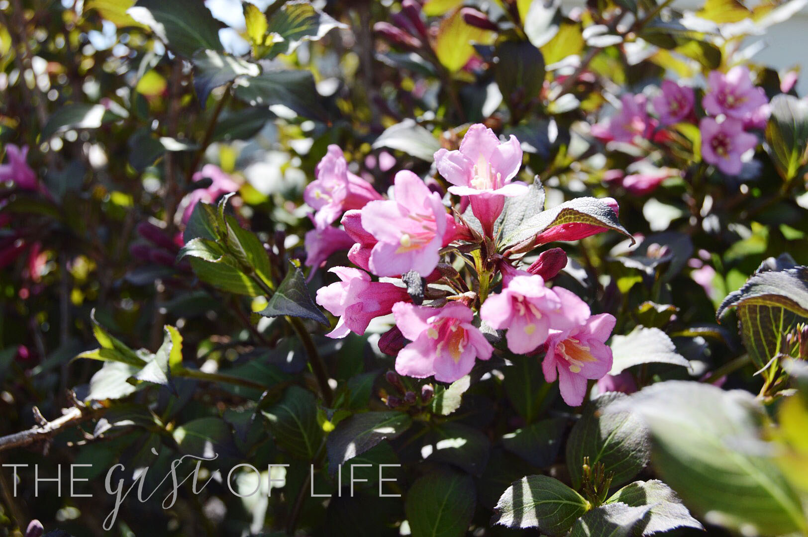 pink bush flowers