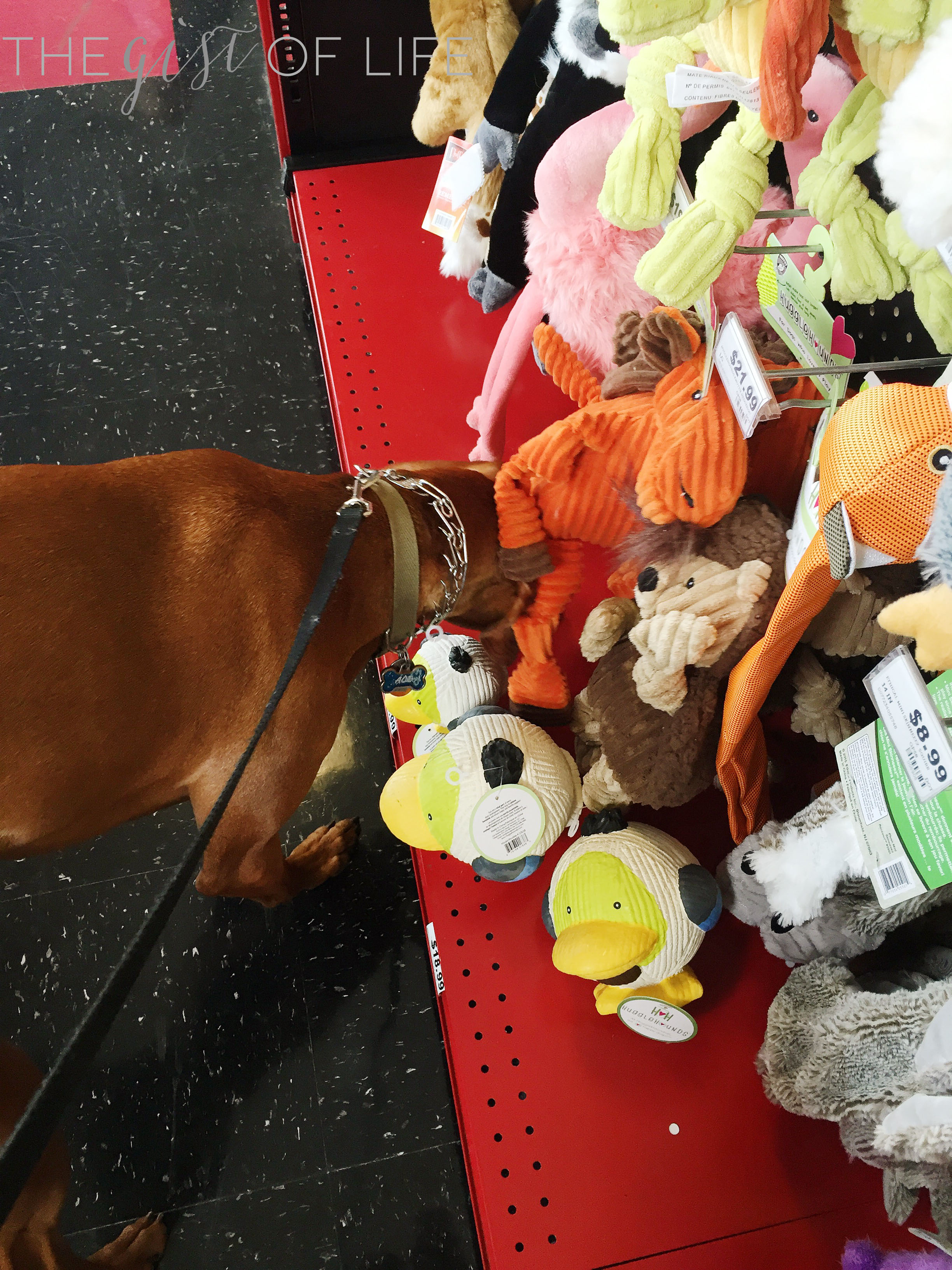 Ace picking out toy